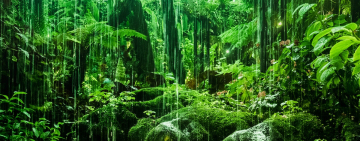 Save the Rainforests to Save Our Planet