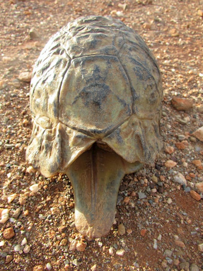 An angulate tortoise male that has withdrawn into its carapace showing the elongated gular shield used in male combat. Image