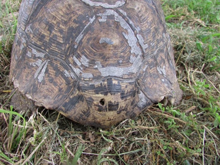 This tortoise was tethered through a hole in its carapace and painted, an illegal method of keeping tortoises! Image