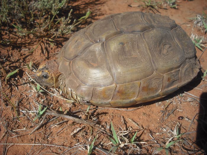 The karoo padloper (Homopus boulengeri) is an endemic tortoise found only in more arid Western and South Western areas of the karoo in South Africa. Image