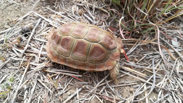 Small tortoise species such as this Parrot beaked padloper are tempting targets for illegal collectors. Image