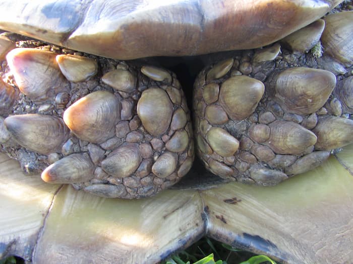 Adult tortoise armour Image