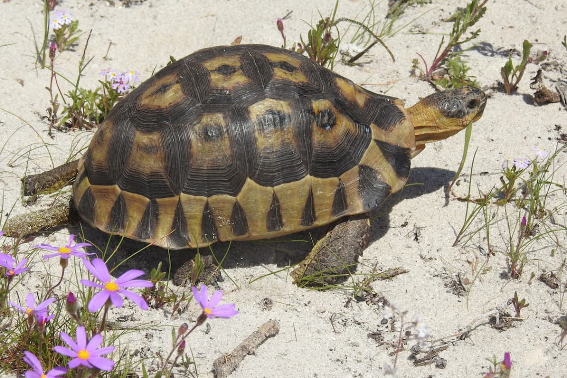 Conserving South Africa's Vulnerable Tortoises