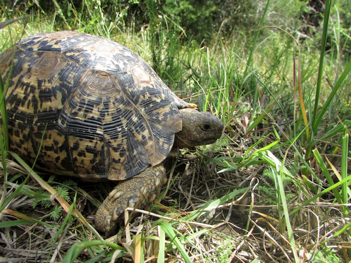 A young leopard tortoise grazing on farmland Image