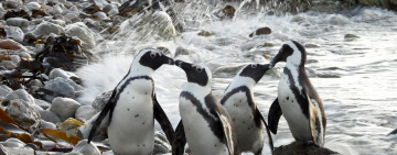Nikon P950 Review for Wildlife and Bird Photography