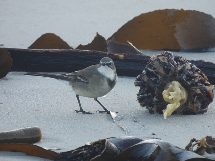 Brown Scrub Robin iso 450 1600mm (285) f6.3 1/250 Image