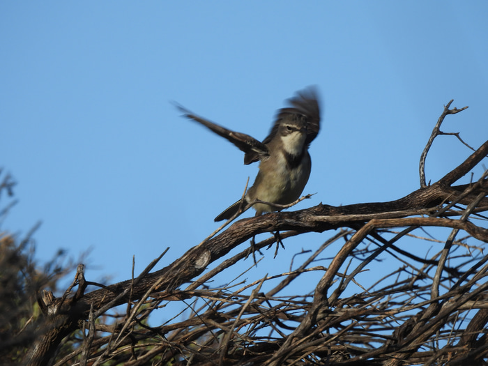 Brown Scrub Robin iso 110 1200mm (214) f6.3 1/500 Image