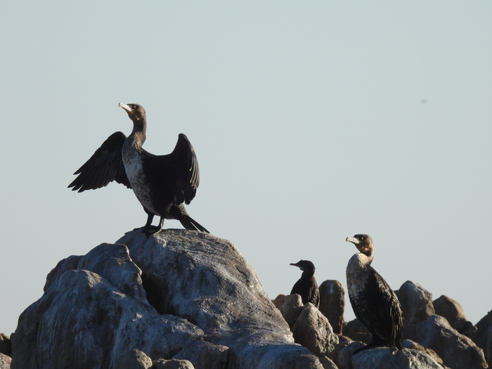 Cape Cormorant iso 180 955mm (170) f8 1/500 Image