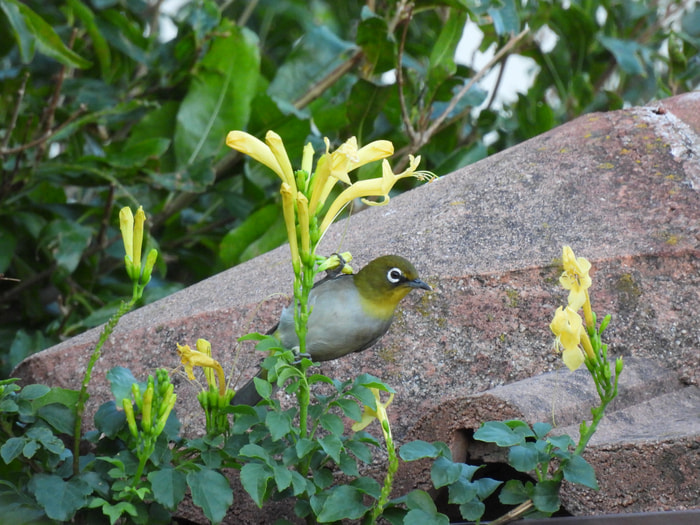 Cape White Eye iso 800 2000mm (357) f6.5 1/100 Image