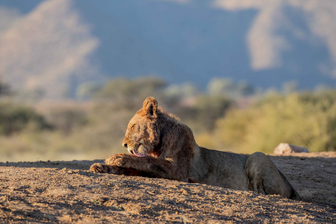 Tswalu Kalahari Reserve: Celebrating Conservation Efforts Amidst Covid-19 Pandemic