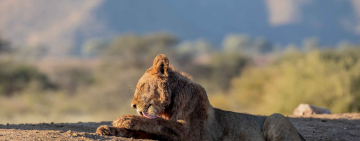 Tswalu Kalahari Reserve: Celebrating Conservation Efforts Amidst Covid-19 Pandemic