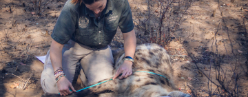 Fellowship of the Clan: Hyena Relocation to Zinave National Park