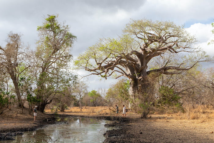 Baobab at Zinave National Park ~ Photo credit: David Mills/EWT Image
