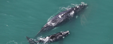 Southern right whale survey 2019 low numbers, concerning?