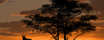 What does a declining natural world mean for our well-being in Africa?