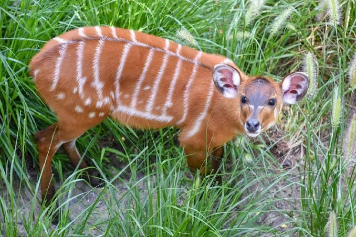 Saiwa Swamp Kenya: a Sanctuary for the Sitatunga 