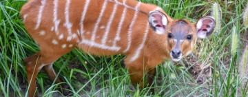 Saiwa Swamp Kenya: a Sanctuary for the Sitatunga 