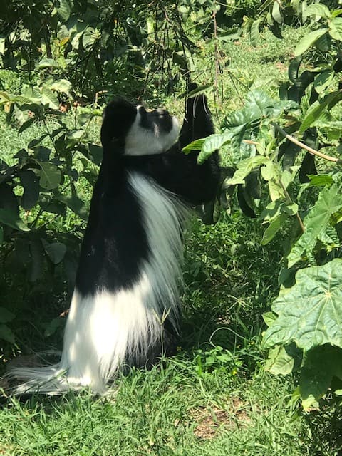 Colobus Monkey Image