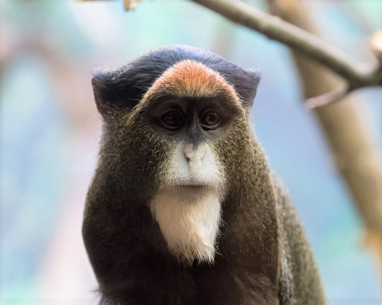 De Brazza Monkey Image