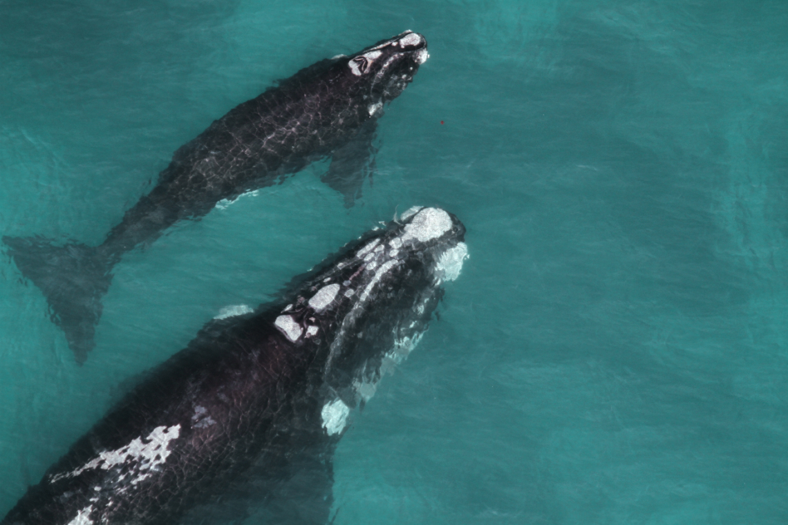 Protecting Whales and Dolphins from Extinction: Call for Global Action