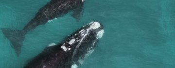 Protecting Whales and Dolphins from Extinction: Call for Global Action