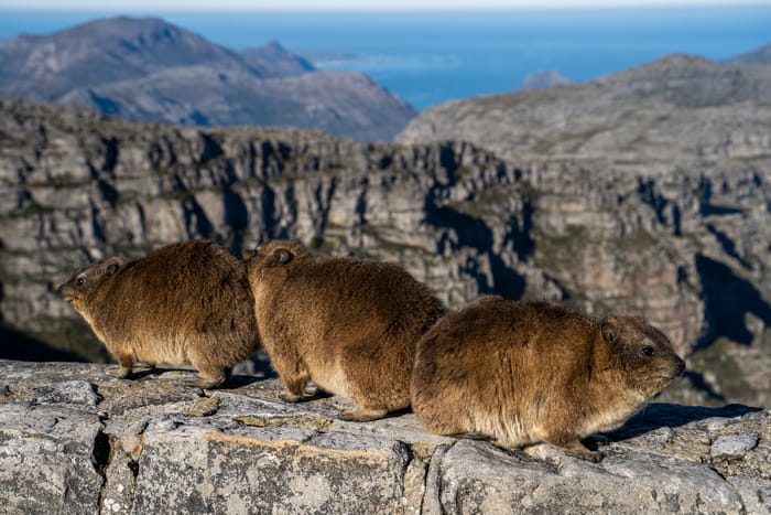 Going back via the Table Mountain Aerial Cableway be sure to keep an eye out for the colony of cute dassie that hang around. Photo Jay Caboz Image