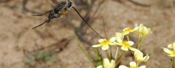 Two is better than one, discovering a new species in Namaqualand
