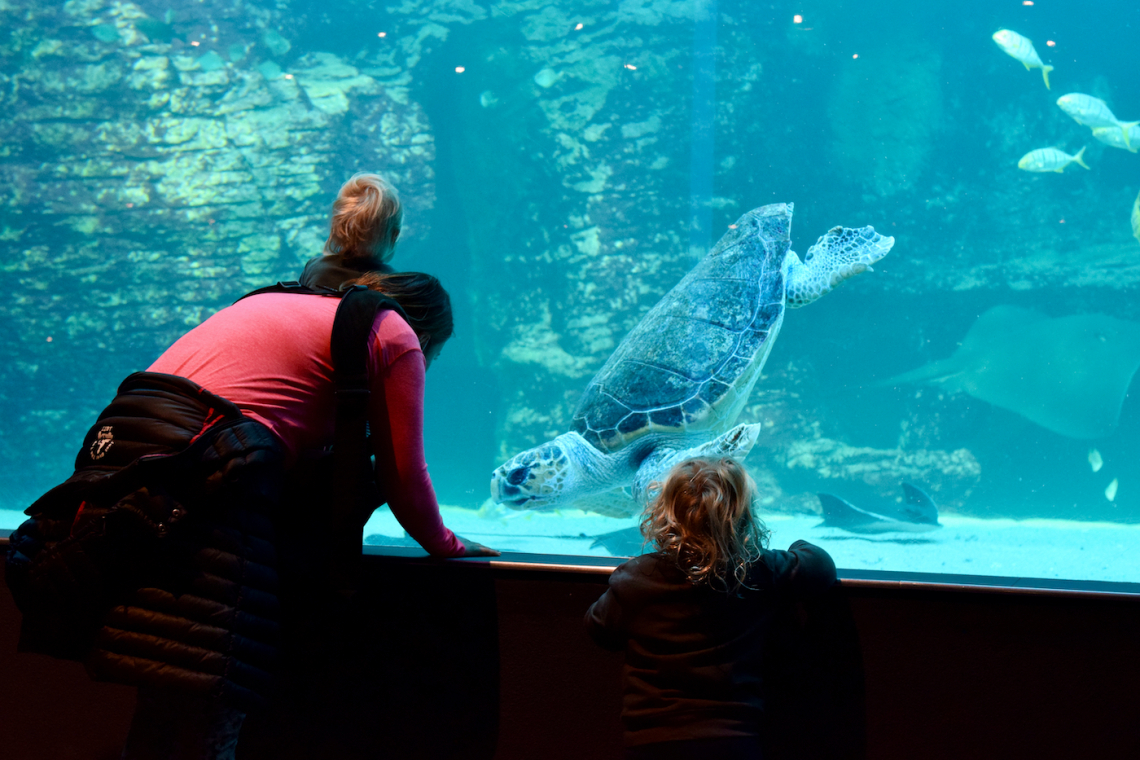 Two Oceans Aquarium: World Class Conservation for 25 Years