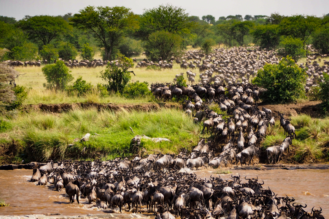 The Great Migration in Africa - Unwitnessed