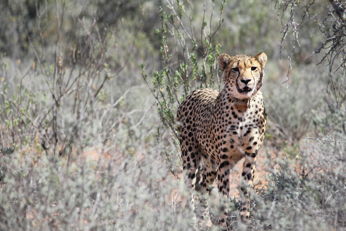 Oudshoorn's Buffelsdrift Game Lodge and its Cheetah Experience