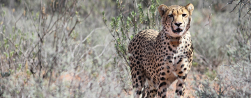 Oudshoorn's Buffelsdrift Game Lodge and its Cheetah Experience