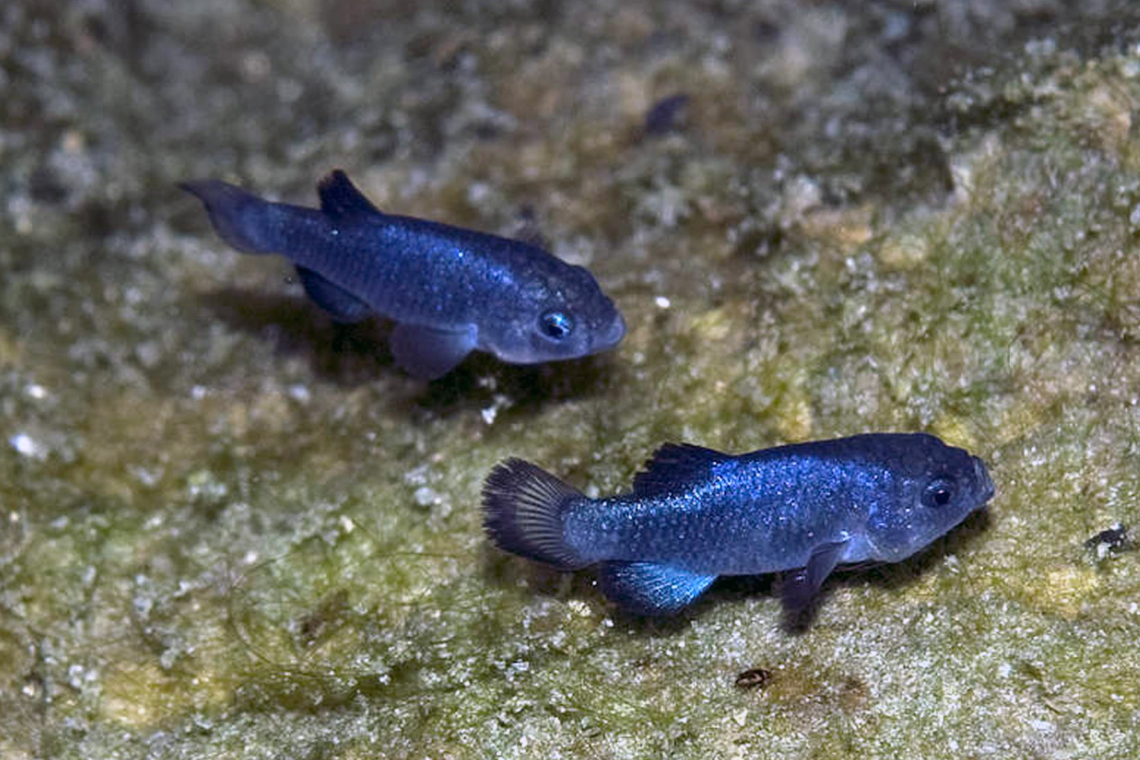 Conserving the rarest fish on the planet