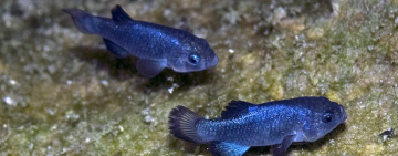 Conserving the rarest fish on the planet