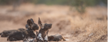 Africa’s Wild Dogs, A Survival Story