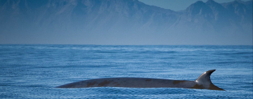 Bryde's Whale: Conservation and Research of this Vulnerable Mammal