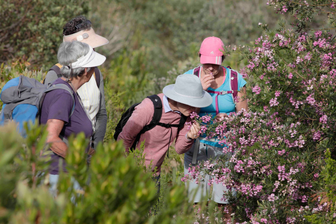 Silvermine Nature Reserve: Hiking the Cape Floral Region