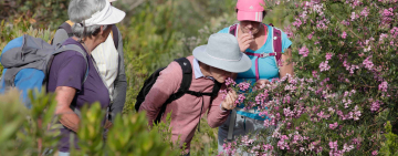 Silvermine Nature Reserve: Hiking the Cape Floral Region