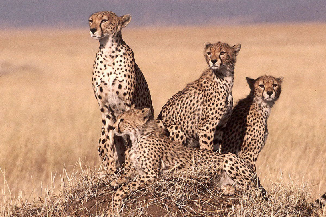 Just 3% of Earth's land ecosystems remain intact – but we can change that