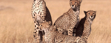Just 3% of Earth's land ecosystems remain intact – but we can change that
