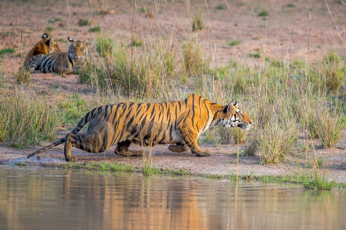 Discovering India's Iconic Wild Tiger Population &amp; Tiger Reserves