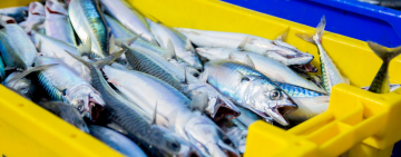 Overfishing, Conservation, Sustainability, and Farmed Fish