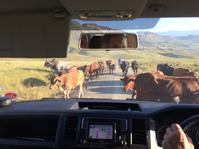 Cattle jam on the road to Injisuthi Image