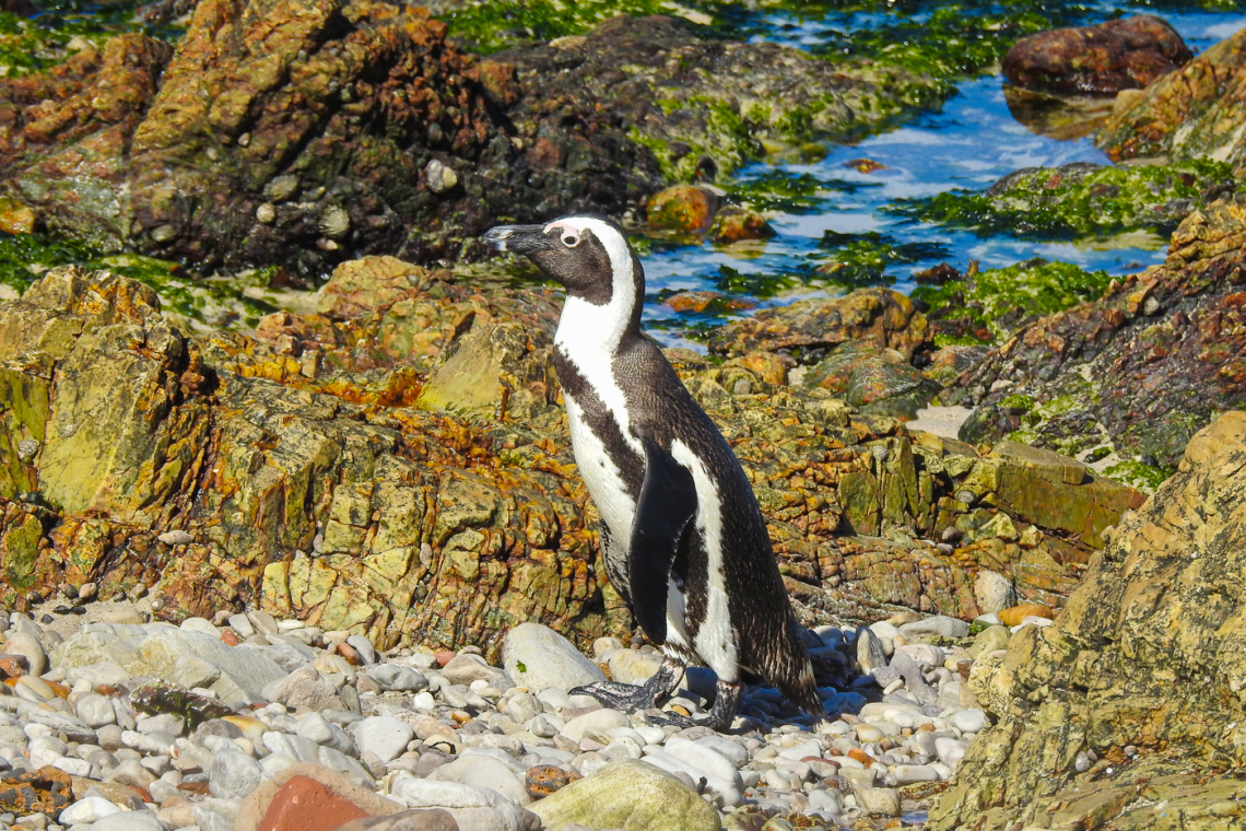 South Africa's Endangered Marine Wildlife and Marine Protected Areas