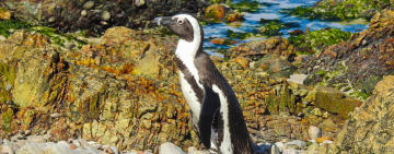 South Africa's Endangered Marine Wildlife and Marine Protected Areas