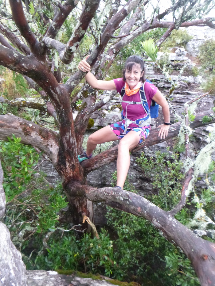 Some tree climbing is required to reach the top of Klaasens Kop