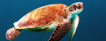 Supporting Endangered Sea Turtle Populations