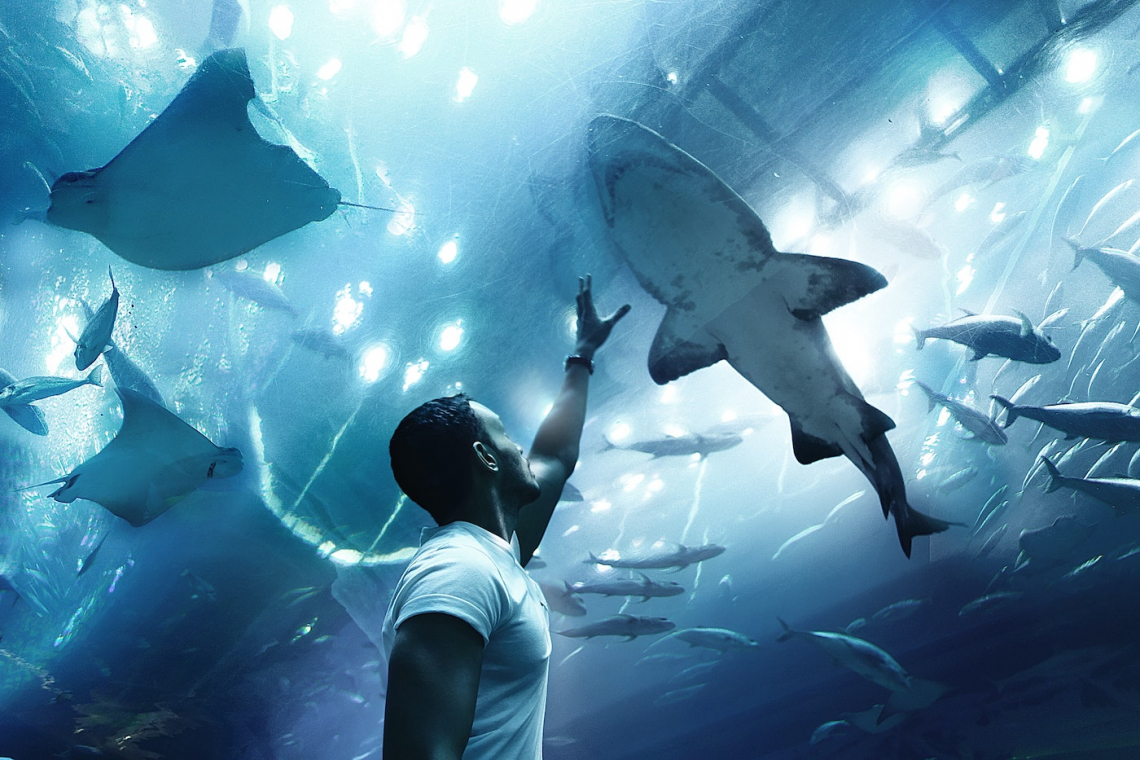 Shark Conservation in South Africa: the good, the bad and the ugly