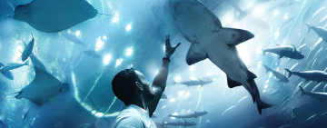 Shark Conservation in South Africa: the good, the bad and the ugly