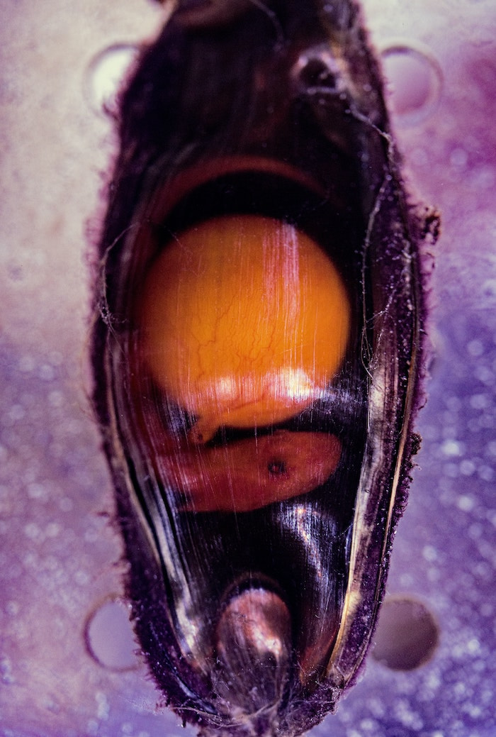 shark egg