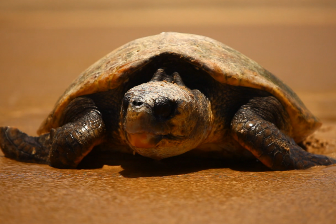 Mozambique Proclaims Maputo National Park